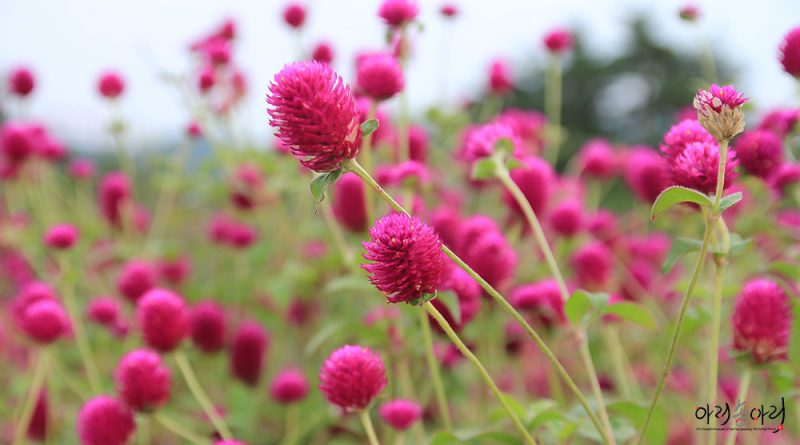Yangju Nari Park – 양주시 나리공원 체험관광농원